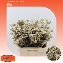 Chamelaucium Ella 70cm 40gr.