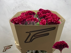 Celosia Clubs Fire 80cm
