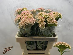 Celosia Champagne 56cm