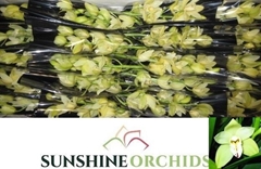 Cymbidium Mini Paddy 40cm