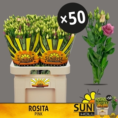 Eustoma Double Rosita Rose Pink 70cm