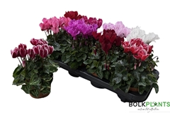 Cyclamen Super Serie Compact 10Ø 22cm