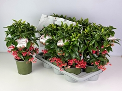 Ardisia Crenata Premium 14Ø 40cm