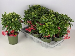 Ardisia Crenata 14Ø 40cm
