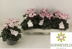 Cyclamen Persicum Absolu De Morel 13Ø 27cm