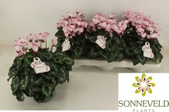 Cyclamen Persicum Absolu De Morel 13Ø 27cm