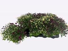 Chrysanth Gardenmumsaic Carnaval 12Ø 25cm