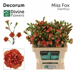 Dianthus Spray Miss Fox 60cm