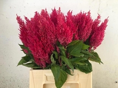 Celosia Century Purple Rose 45cm