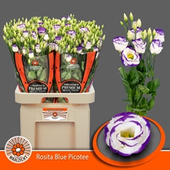 Eustoma Double Rosita Blue Picotee 70cm
