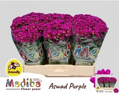 Chrysanth Santini Madiba Aswad Purple 55cm 46gr.