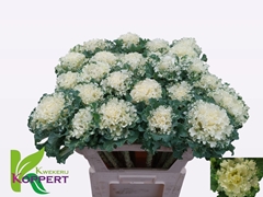 Brassica Crane Ruffle White 70cm