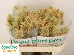 Grevillea Cal Gem 70cm