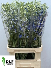Delphinium Single Volkerfrieden 100cm