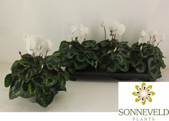 Cyclamen Halios Hd 13Ø 27cm