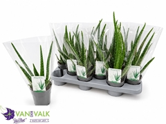 Aloe Vera 10Ø 35cm