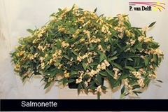 Euphorbia Fulgens Spray Salmonett 80cm 15cm Hd