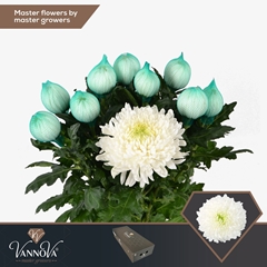 Chrysanth Single Magnum 70cm 105gr.