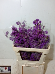 Callicarpa Bodinieri Profusion 80cm