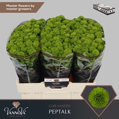 Chrysanth Santini Peptalk 55cm 52gr.