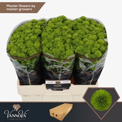 Chrysanth Santini Peptalk 55cm 52gr.