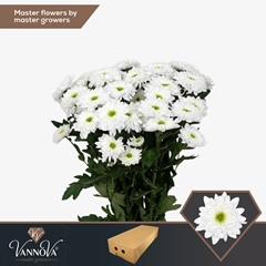 Chrysanth Spray Commander 70cm 85gr.
