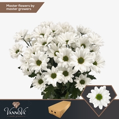 Chrysanth Spray Chic 70cm 100gr.
