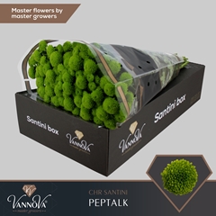 Chrysanth Santini Peptalk 55cm 52gr.