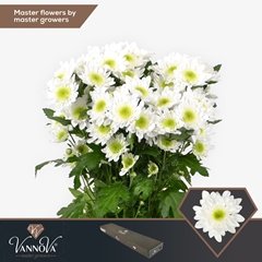Chrysanth Spray Radost 70cm 85gr.