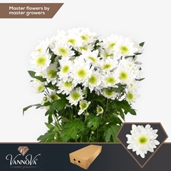 Chrysanth Spray Radost 70cm 85gr.