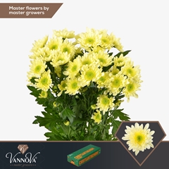 Chrysanth Spray Radost Cream 70cm 80gr.