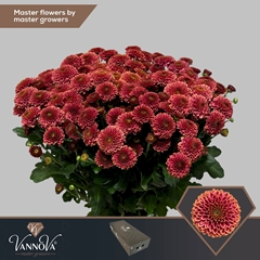 Chrysanth Santini Doria Cherry 55cm 52gr.