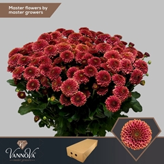 Chrysanth Santini Doria Cherry 55cm 52gr.