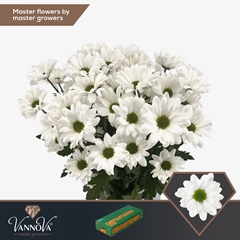 Chrysanth Spray Chic 70cm 95gr.