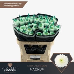 Chrysanth Single Magnum 70cm 100gr.