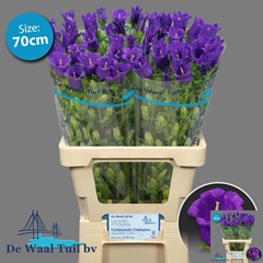 Campanula Champion Blue 70cm