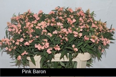 Euphorbia Fulgens Spray Pink Baron 80cm 10cm Hd