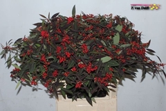 Euphorbia Fulgens Spray Kuttlers Samtrot 80cm 10cm Hd