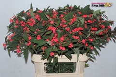 Euphorbia Fulgens Spray Marielle 80cm 10cm Hd