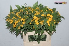 Euphorbia Fulgens Spray Cream Yellow 80cm 10cm Hd