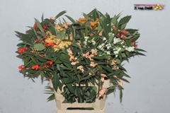 Euphorbia Fulgens Spray Mix 70cm 5cm Hd