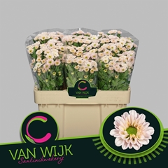 Chrysanth Santini Fabiani Pearl 50cm 24gr.