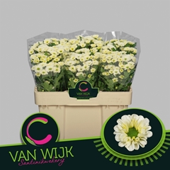 Chrysanth Santini Fabiani White 50cm 24gr.