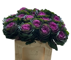 Brassica Red Crane 55cm