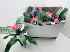 Aechmea Fasciata Primera 14Ø 55cm
