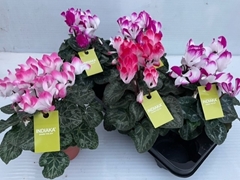 Cyclamen Midi Indiaka 13Ø 30cm