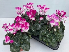 Cyclamen Midi Indiaka 13Ø 30cm