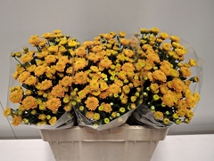 Chrysanth Santini Ellison Orange 55cm 28gr.