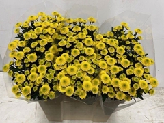 Chrysanth Santini Aurinko 55cm 24gr.