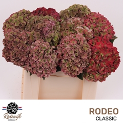Hydrangea Rodeo Red Classic 50cm 15-17cm Hd